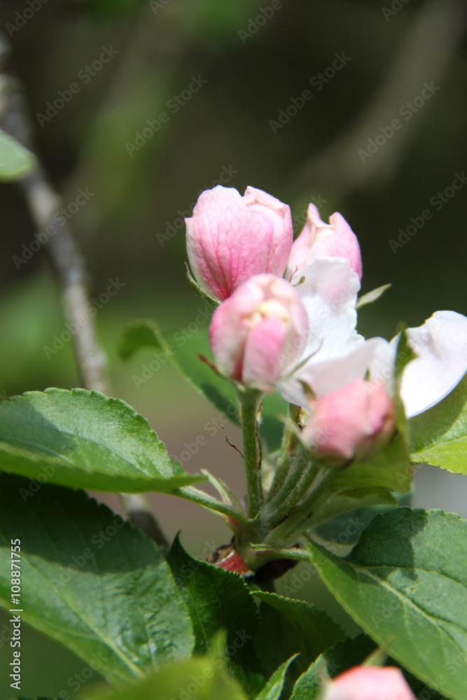 Apfelblüte in rosa und weiß
