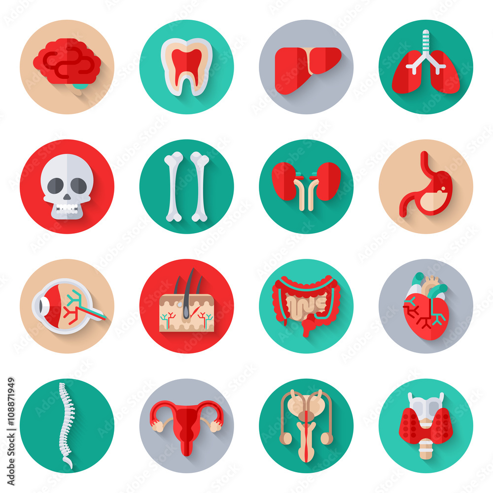 Human Internal Organs Flat Icons on Circles Stock Vector | Adobe Stock