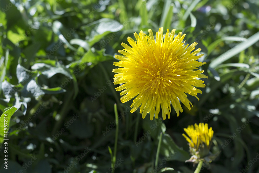The dandelion The dandelion