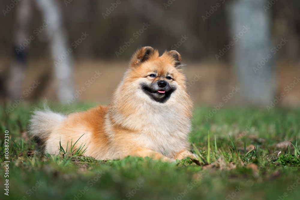 happy red spitz dog lying down outdoors happy red spitz dog lying down outdoors