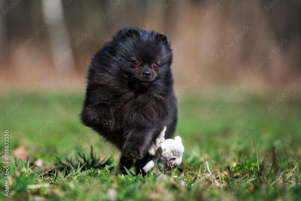 black pomeranian spitz dog running outdoors