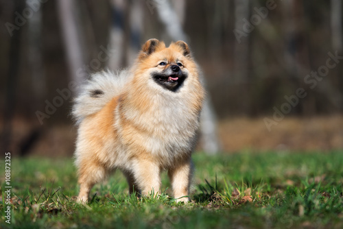 happy red german spitz dog standing outdoors