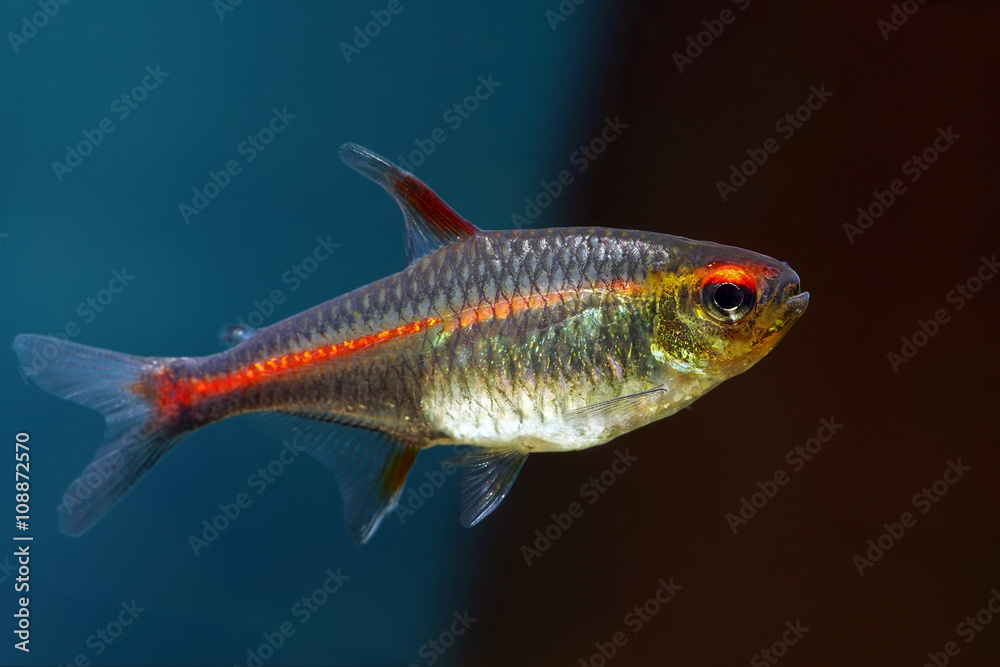 Fototapeta premium Glowlight Tetra fish 