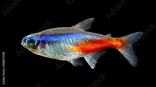 Neon tetra fish isolated on black