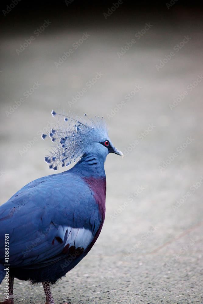 Fototapeta premium Closeup of blue bird in gray background