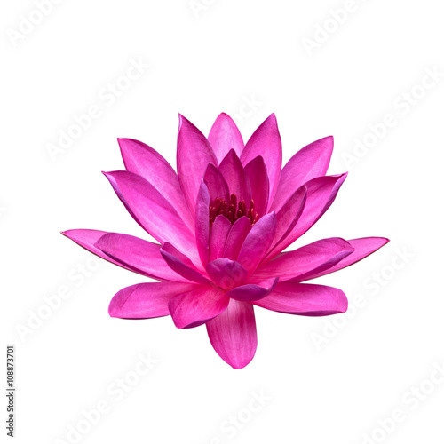 Fototapeta Naklejka Na Ścianę i Meble -  Lotus flower isolated on white background. This has clipping path.