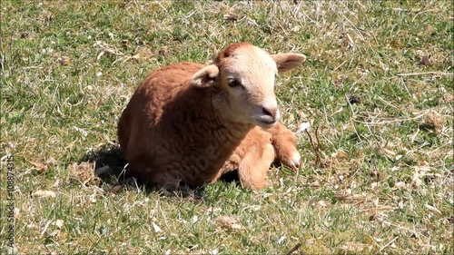 sheep, little brown lamb lying on meadow
