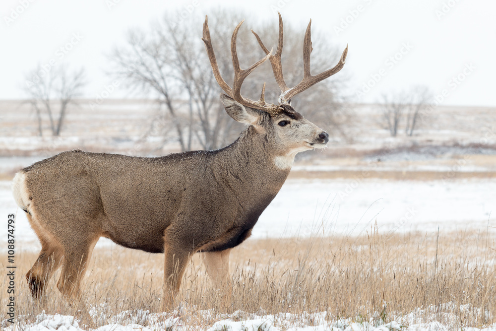 Fototapeta premium Mule Deer Buck in Snow