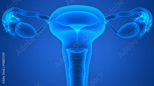 Fotografia Female Reproductive System