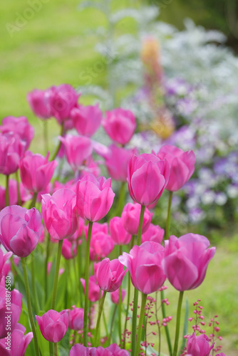 Red tulips in the garden