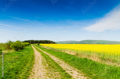 Yellow oilseed rape field under the blue sky with sun