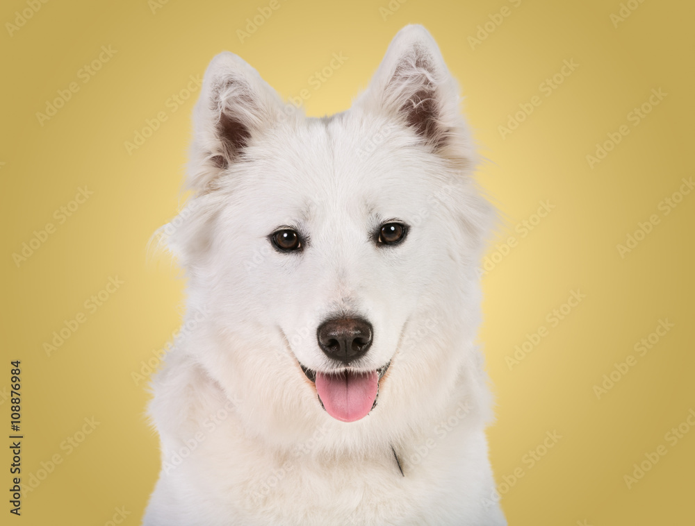 White Dog on Yellow Background