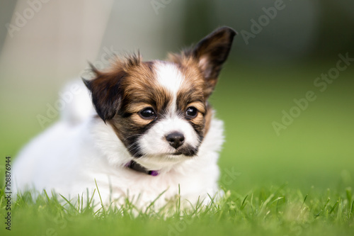 Young papillon dog puppy