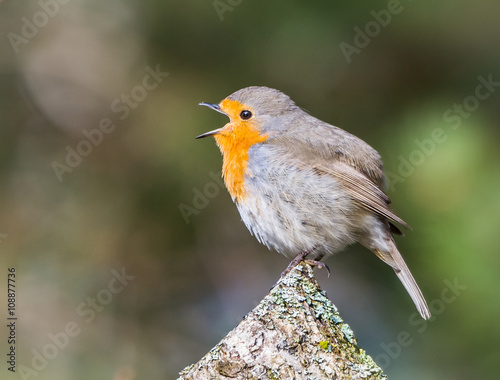 Robin