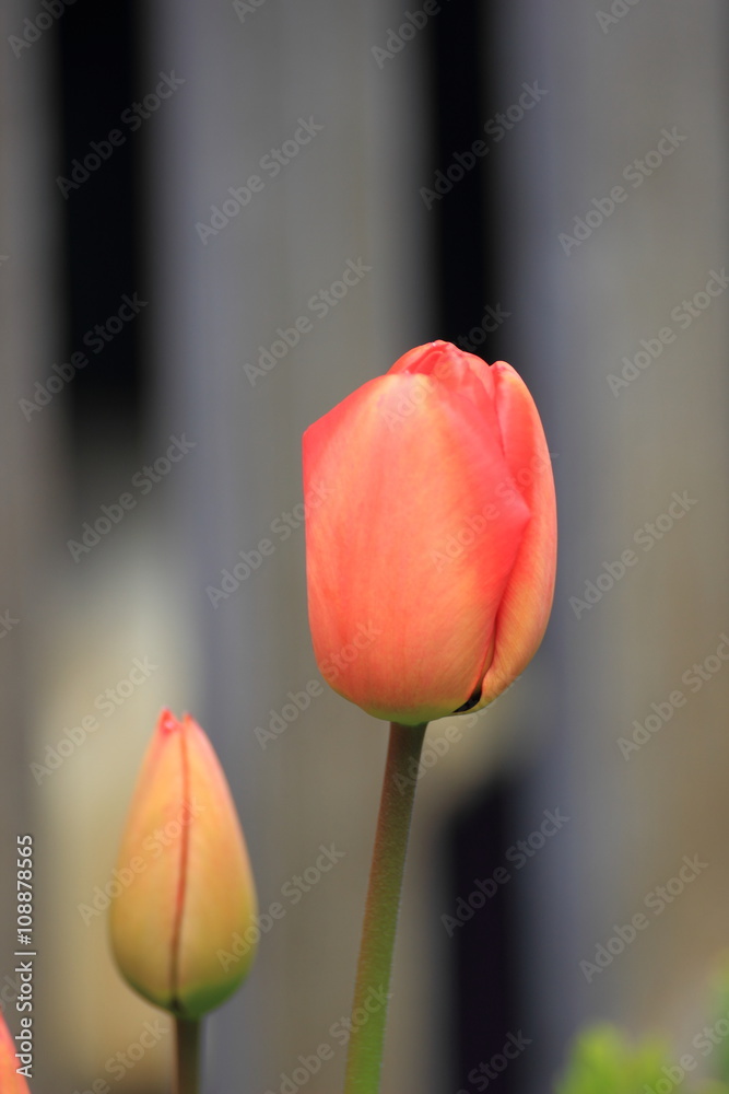 Tulpe