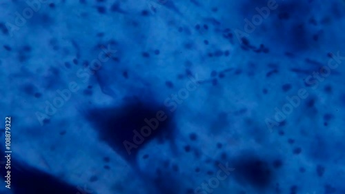 Nerve cell under the microscope - Abstract blue dots on white background. photo