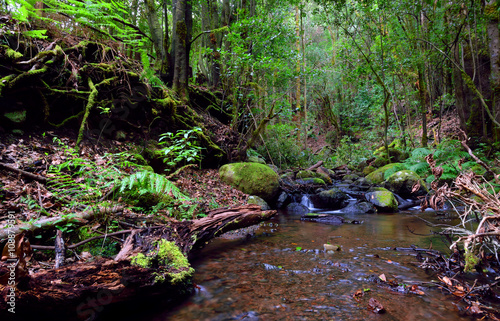 Parque Nacional de Garajonay, La Gomera, Islas Canarias, España. Declarado Patrimonio de la Humanidad por la Unesco. photo
