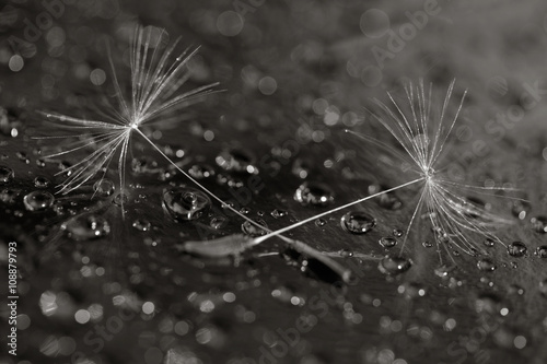 Fototapeta Naklejka Na Ścianę i Meble -  black and white macro photo of two dandelion seeds on the background in the droplets of water. selective focus, shallow depth of field
