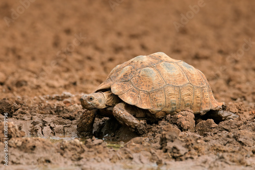 Leopard or mountain tortoise (Stigmochelys pardalis) at a waterhole, South Africa.