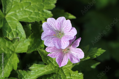 Fototapeta Naklejka Na Ścianę i Meble -  Fleurs de géranium violet