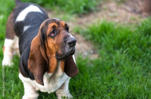 One year old Basset hound (Canis lupus familiaris) in the yard of a hobby farm. Spotted, multi toned, slobbery dog with floppy ears holds for a showing pose on a hobby farm in Ontario, Canada.