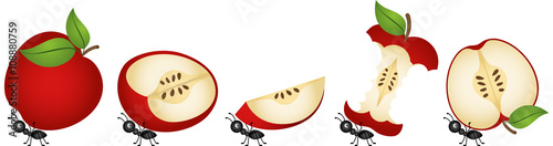 Ants carrying apple core