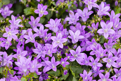 Beautiful spring background with campanula bouquet.