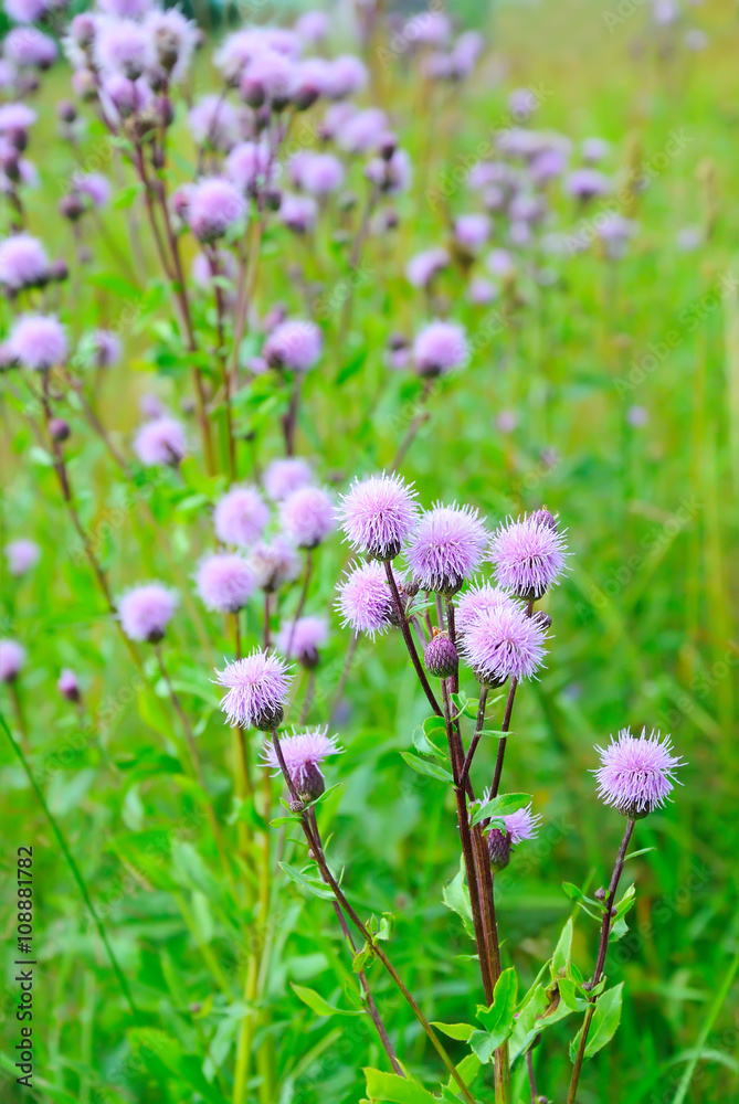 Cirsium arvense (Creeping Thistle) flowers on meadow Cirsium arvense (Creeping Thistle) flowers on meadow