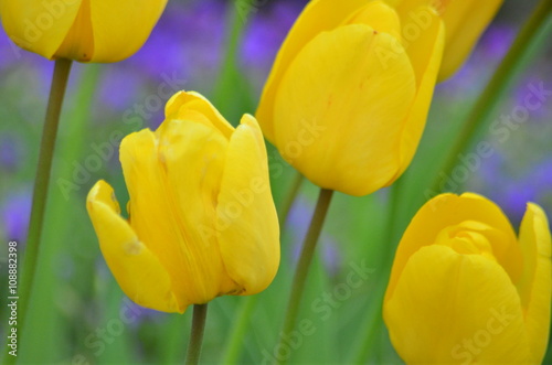 Tulpen photo