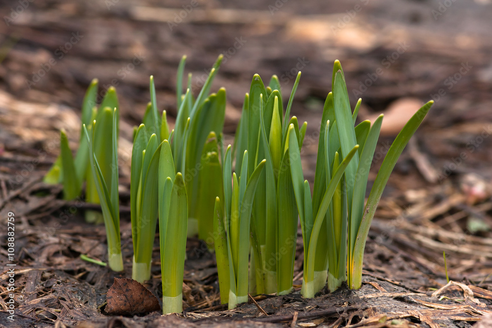sprouts of daffodils in the flower garden sprouts of daffodils in the flower garden