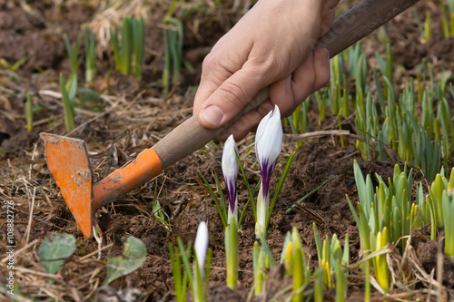 hands weeding of flower bed with crocuses and daffodils