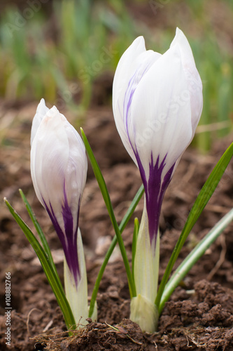 crocuses in garden