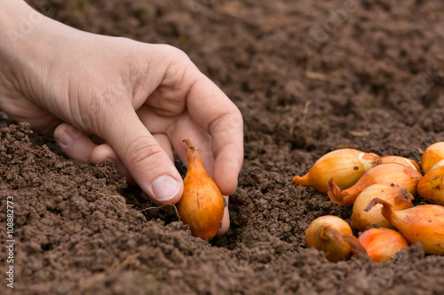 hand planting onion