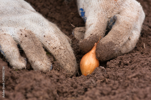 hands in gloves planting onion, closeup