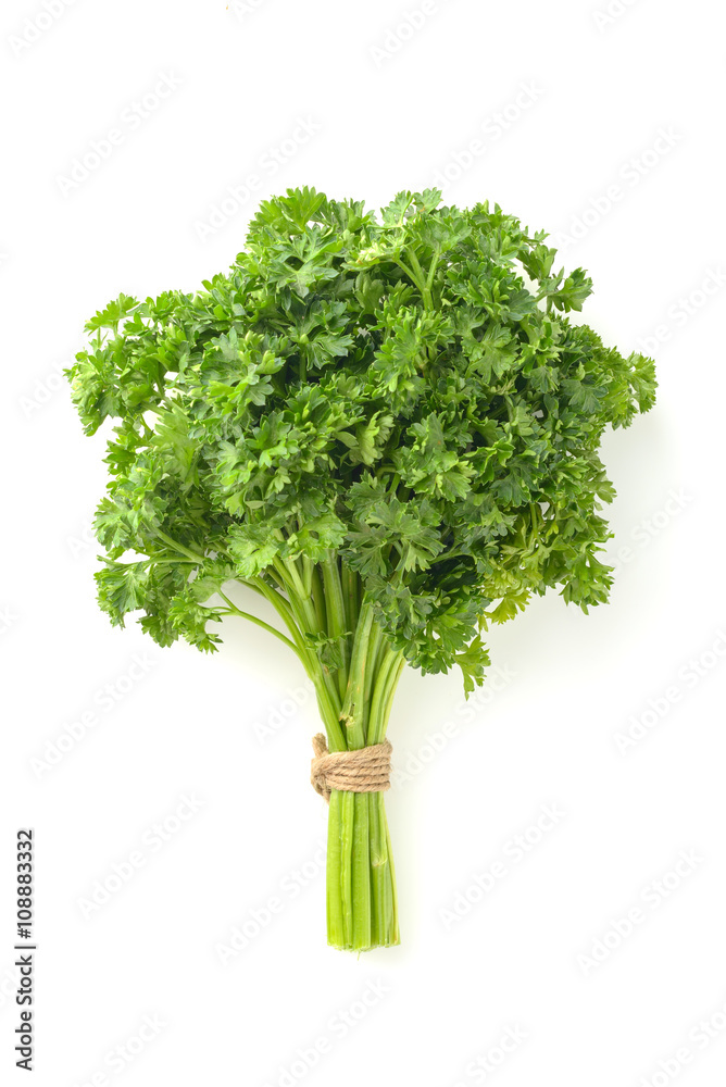bunch of parsley on white background bunch of parsley on white background