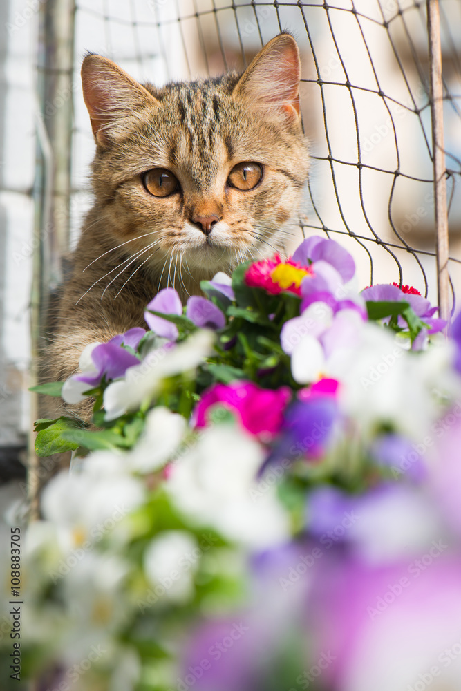 Katze am Balkon