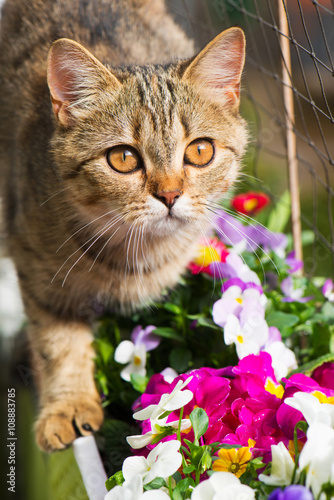 Fototapeta Naklejka Na Ścianę i Meble -  Katze am Balkon