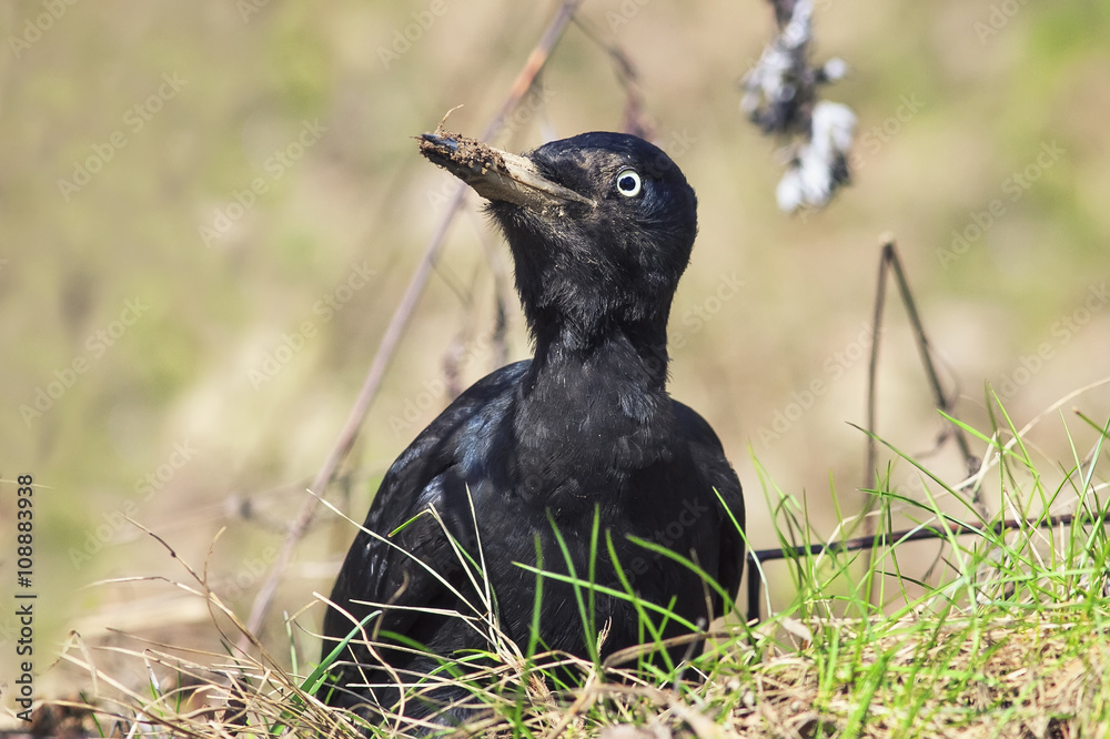 bird black woodpecker sitting on the ground amidst the beautiful lush grass bird black woodpecker sitting on the ground amidst the beautiful lush grass