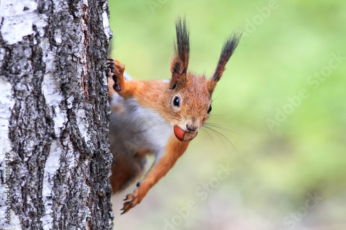 funny playful curious red squirrel peeping from behind a tree with nuts hazelnuts in the teeth