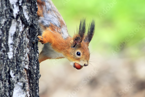 funny playful curious red squirrel peeping from behind a tree with nuts hazelnuts in the teeth © nataba