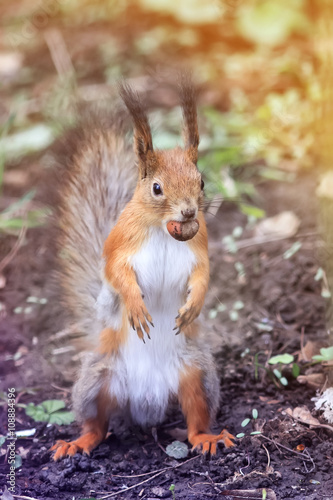 funny little squirrel standing on his hind paws in the Park with the walnut in the teeth