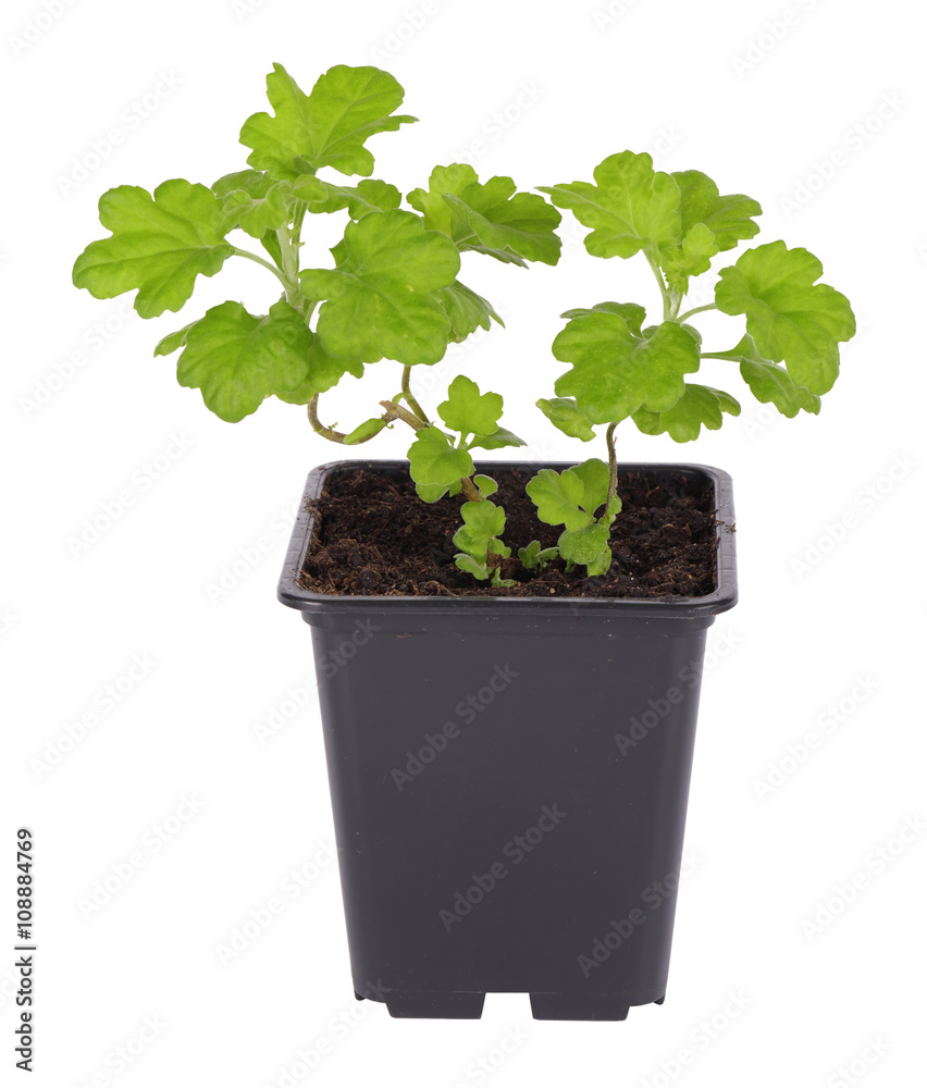 Chrysanthemum Chrysanthemum