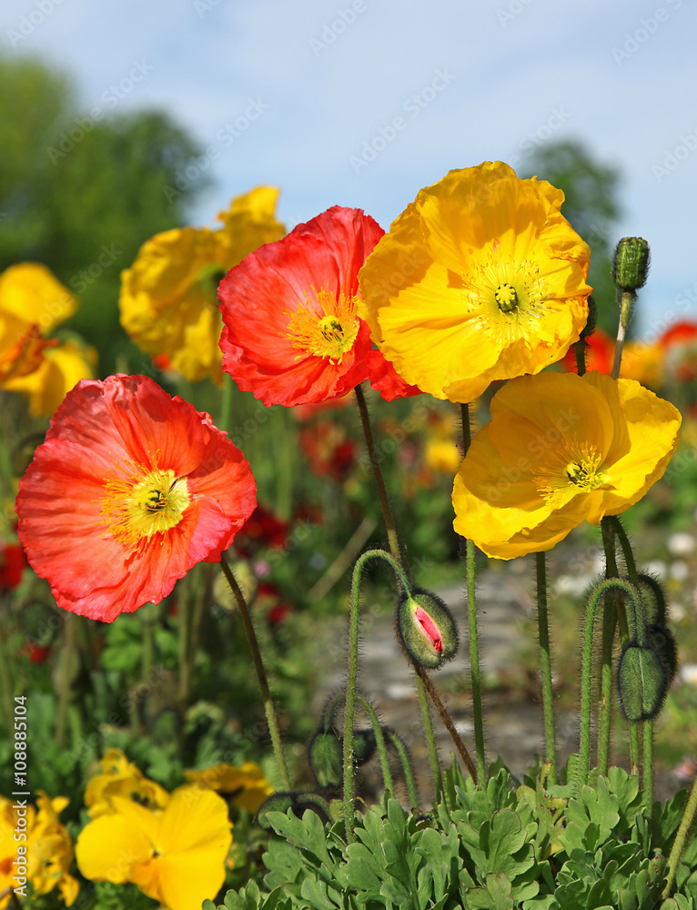 Obraz premium Pavots d'Islande jaune et rouge