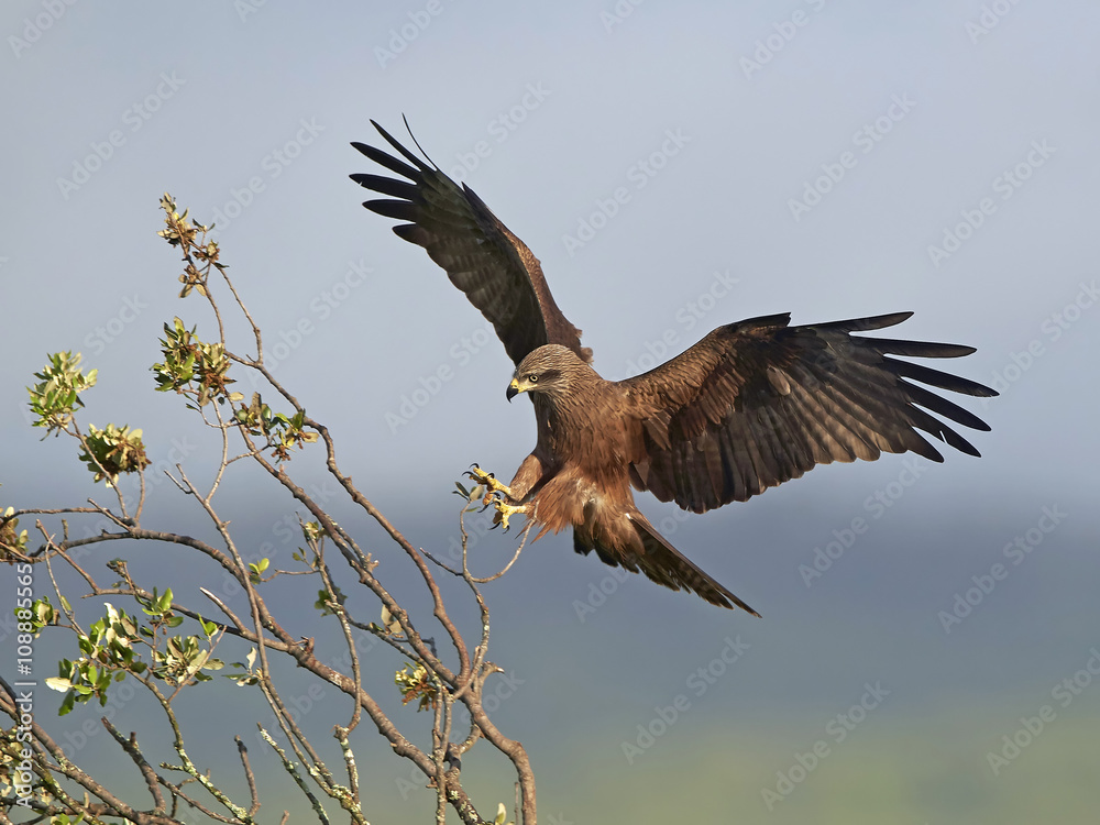Obraz premium Black kite (Milvus migrans)