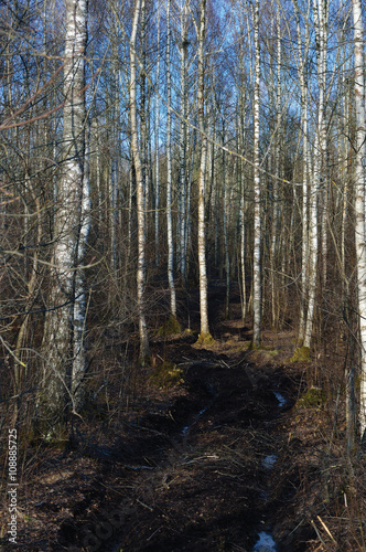 Dirt Rural Road Season Ruts, Wild Early Spring Mire, March Birch Tree Forest, Dirty Muddy Heavy Vehicle Tracks, Large Detailed Vertical Birches Landscape Scene