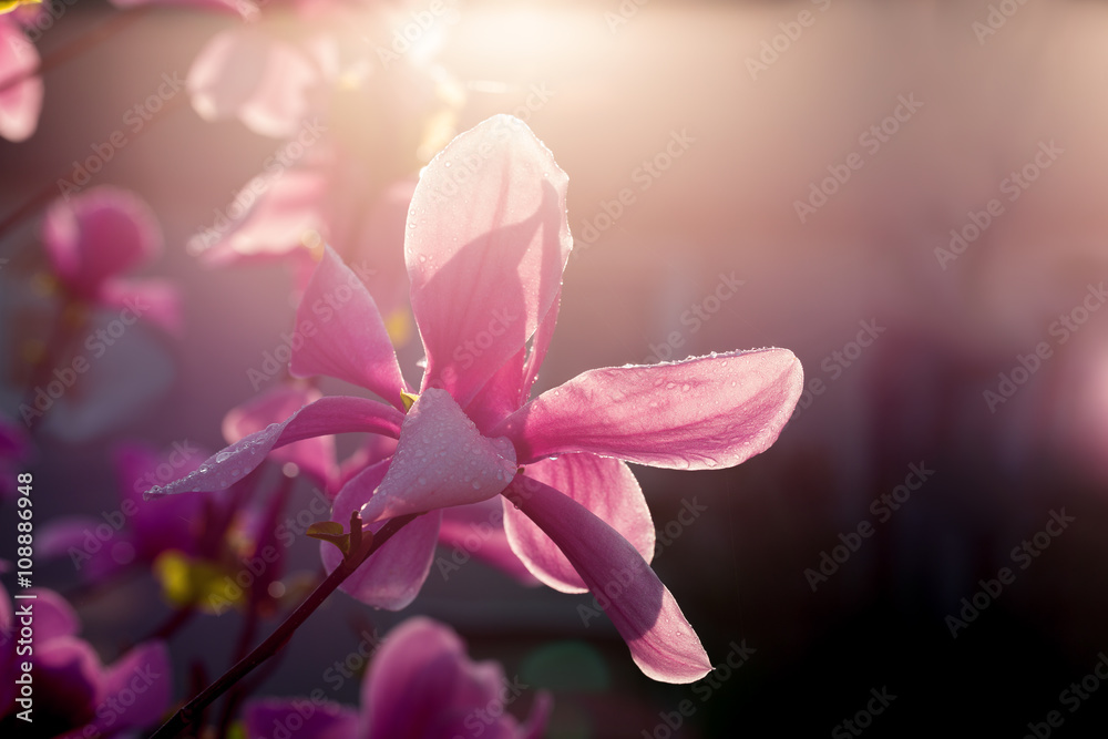 Fototapeta premium close up of magnolia flowers