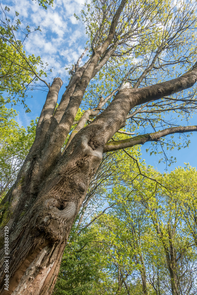Fototapeta premium Tree Trunk In Spring