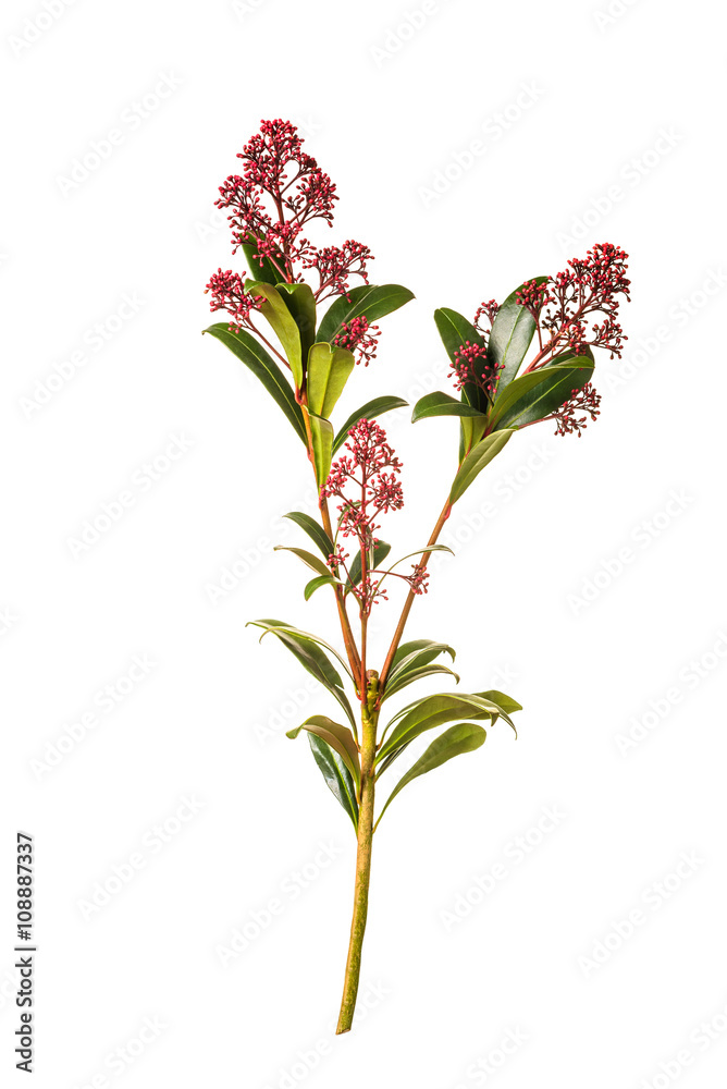 Skimmia japonica buds Skimmia japonica buds
