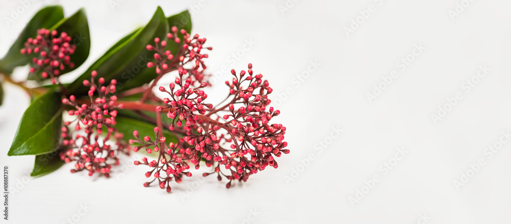 Skimmia japonica buds