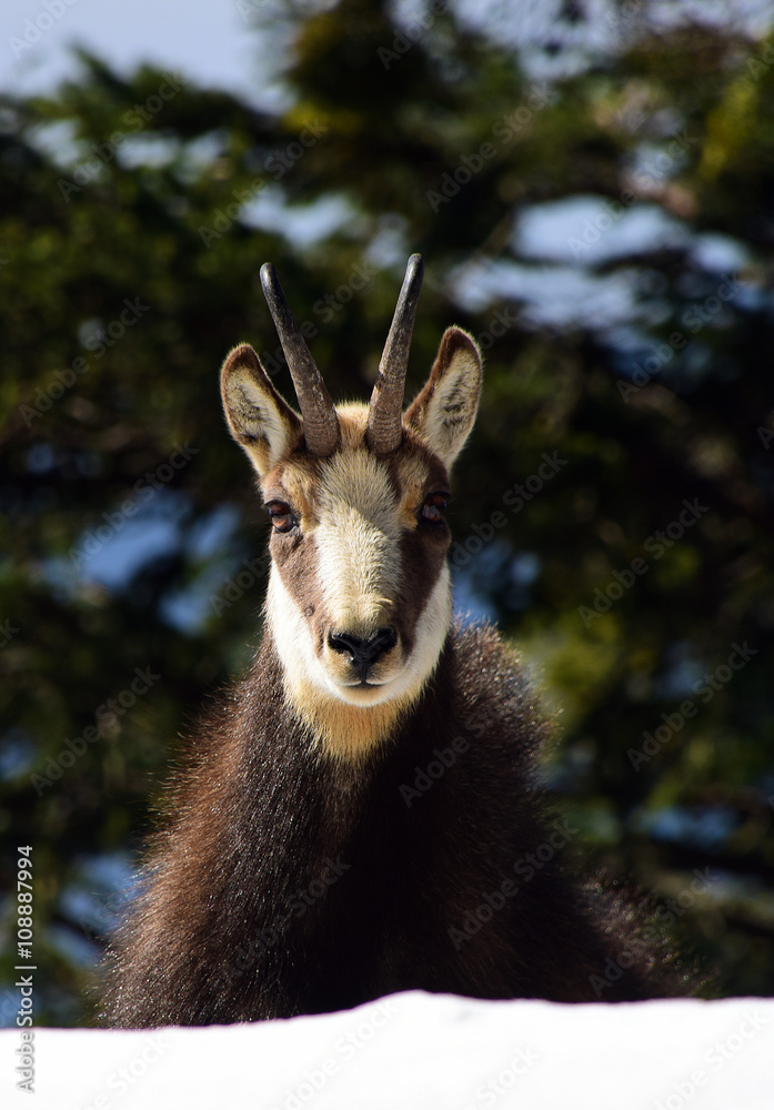 Fototapeta premium Chamois in mountais